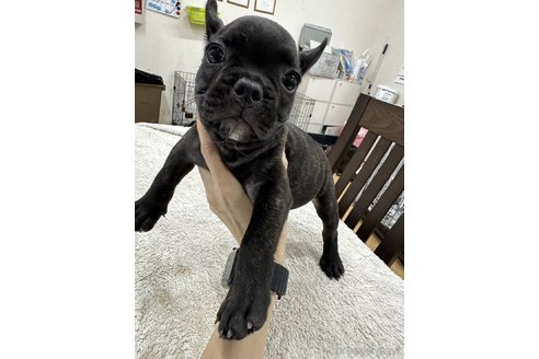 成約済の千葉県のフレンチブルドッグ-330100の8枚目