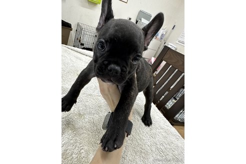 成約済の千葉県のフレンチブルドッグ-330100の6枚目