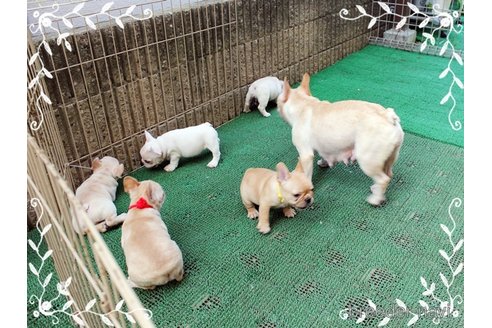 成約済の神奈川県のフレンチブルドッグ-338594の4枚目