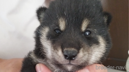 成約済の千葉県の柴犬-334770の7枚目