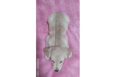 成約済の奈良県のゴールデンレトリーバー-335507の2枚目