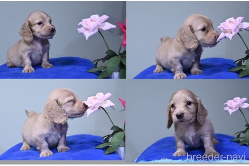 成約済の愛媛県のミニチュアダックスフンド(ロングヘアード)-337583の4枚目