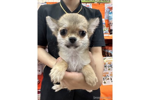 成約済の青森県のチワワ(ロングコート)-338797の1枚目