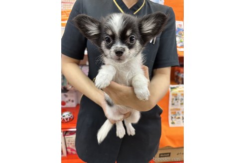 成約済の青森県のチワワ(ロングコート)-338799の1枚目