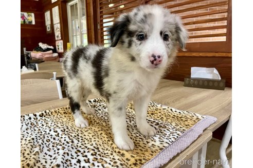 成約済の長野県のボーダーコリー-332004の5枚目