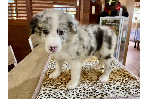 成約済の長野県のボーダーコリー-332004の8枚目