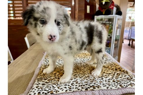 成約済の長野県のボーダーコリー-332004の10枚目