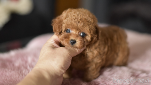 成約済の茨城県のティーカッププードル-338821の1枚目