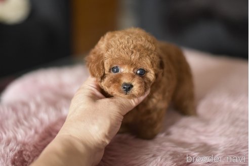 成約済の茨城県のティーカッププードル-338821の5枚目