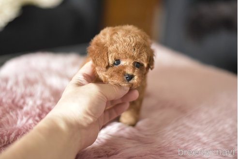 成約済の茨城県のティーカッププードル-338821の4枚目