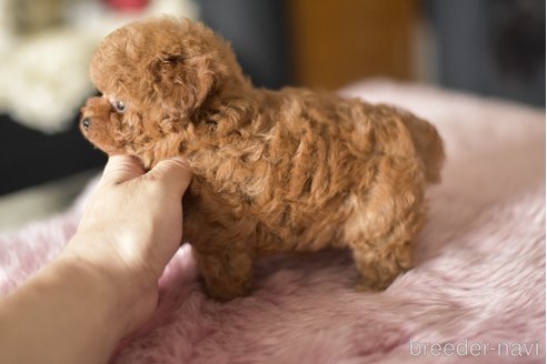 成約済の茨城県のティーカッププードル-338821の3枚目