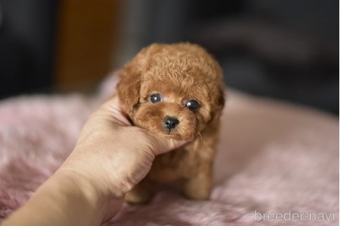 成約済の茨城県のティーカッププードル-338821の2枚目