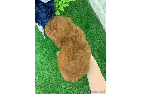 成約済の岡山県のタイニープードル-338836の6枚目