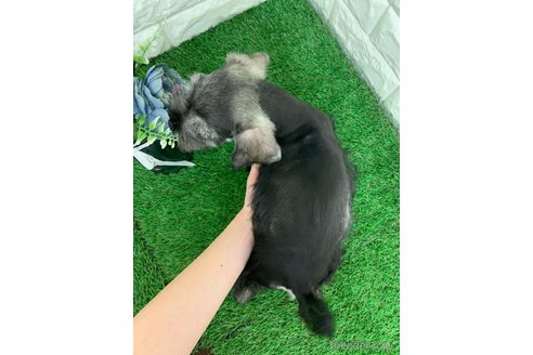 成約済の岡山県のミニチュアシュナウザー-338840の5枚目