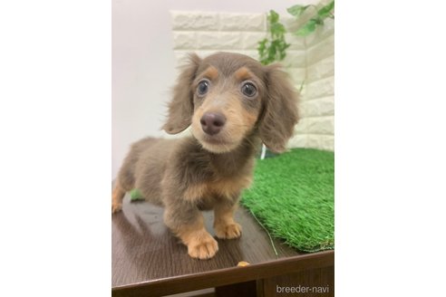 成約済の岡山県のカニンヘンダックスフンド(ロングヘアード)-338845の6枚目
