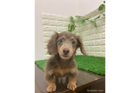 成約済の岡山県のカニンヘンダックスフンド(ロングヘアード)-338845の7枚目