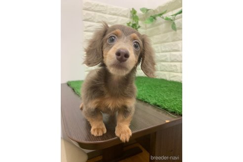 成約済の岡山県のカニンヘンダックスフンド(ロングヘアード)-338845の8枚目