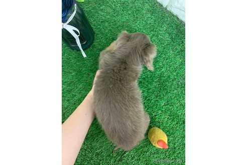 成約済の岡山県のカニンヘンダックスフンド(ロングヘアード)-338845の4枚目