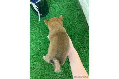 成約済の岡山県の豆柴-338852の2枚目
