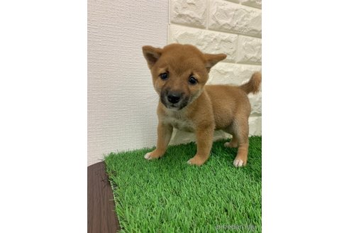 成約済の岡山県の豆柴-338853の5枚目