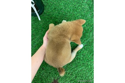 成約済の岡山県の豆柴-338853の2枚目