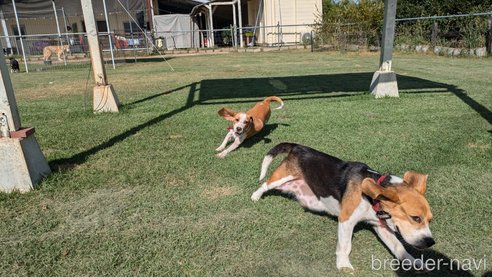 成約済の熊本県のビーグル-333904の6枚目