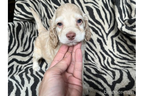 成約済の茨城県のコッカプー:アメリカンコッカースパニエル×トイプードル-338863の1枚目