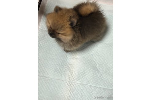 成約済の北海道のポメラニアン-338900の6枚目