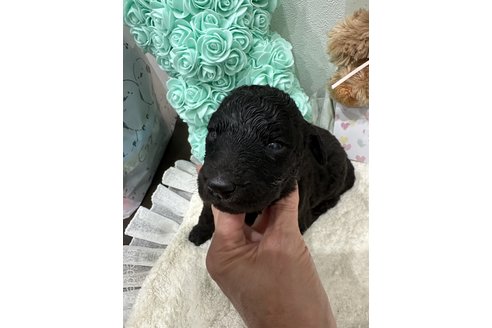 成約済の兵庫県のスタンダードプードル-335600の4枚目