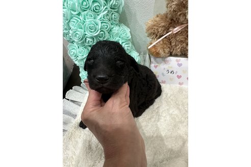 成約済の兵庫県のスタンダードプードル-335600の2枚目