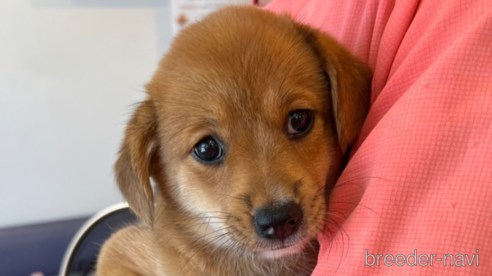 成約済の山口県のミックス犬-338902の1枚目