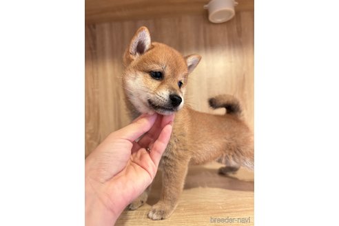 成約済の大阪府の豆柴-338908の4枚目