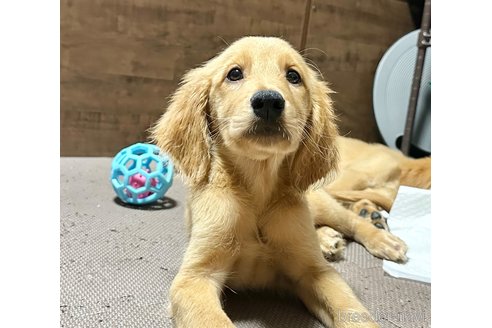 成約済の東京都のミックス犬-325000の2枚目