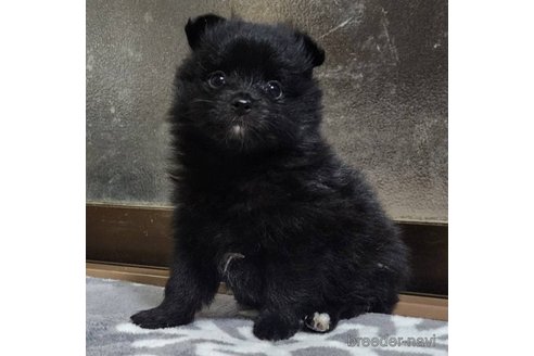 成約済の岡山県のポメラニアン-332363の19枚目