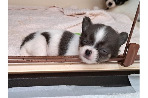 成約済の茨城県のチワワ(ロングコート)-335117の3枚目