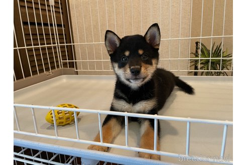 成約済の兵庫県の豆柴-338963の4枚目