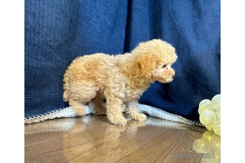 成約済の茨城県のトイプードル-338937の4枚目