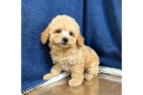 成約済の茨城県のトイプードル-338937の2枚目