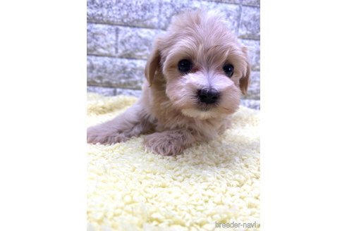 成約済の茨城県のマルプー:マルチーズ×トイプードル-339047