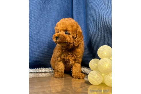 成約済の茨城県のトイプードル-339049の5枚目