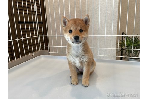 成約済の兵庫県の豆柴-339059の4枚目