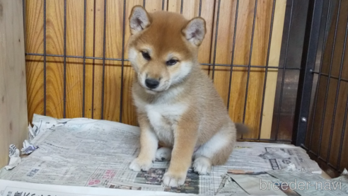 成約済の岡山県の柴犬-328507の1枚目