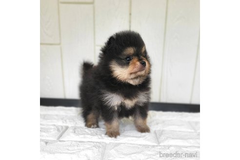 成約済の茨城県のポメラニアン-339076の15枚目