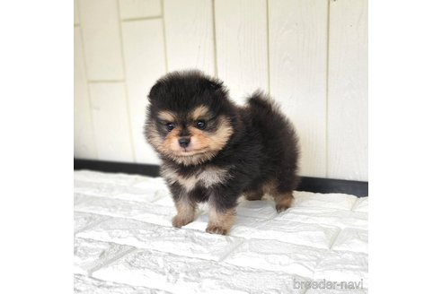 成約済の茨城県のポメラニアン-339076の11枚目