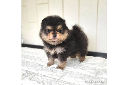 成約済の茨城県のポメラニアン-339076の13枚目