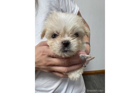 成約済の滋賀県のミックス犬-334566の19枚目