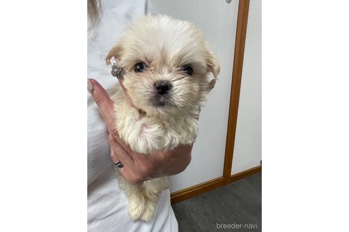 成約済の滋賀県のミックス犬-334566の17枚目