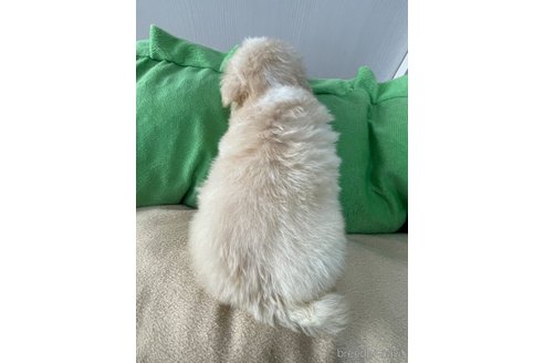 成約済の滋賀県のミックス犬-334566の18枚目