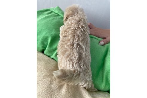 成約済の滋賀県のマルプー:マルチーズ×トイプードル-336186の21枚目