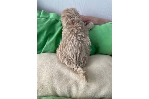 成約済の滋賀県のマルプー:マルチーズ×トイプードル-336191の16枚目